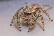 suesse-Springspinne--20140821-1792.jpg