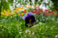 IMGP6153kl.jpg