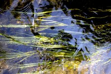 stille.wasser...0006.jpg