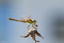 IMG_3146.jpg