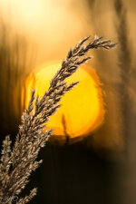 IMG_3294-2.jpg