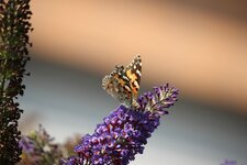 55-250_Test_01.jpg