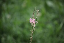 55-250_Test_02.jpg
