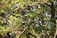 55-250_Test_04.jpg