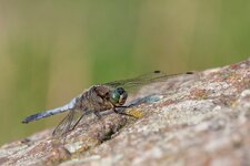 c_IMG_4780.jpg