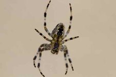 Spinne1.jpg