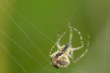 sehr-kleine-Spinne-beim-Netz-spinnen--20140827-1899.jpg