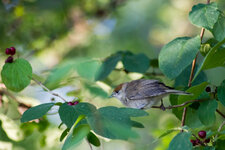 IMG_5800.jpg