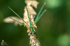 gruene_libelle_abflug_closer-5936.jpg