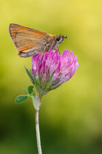 20140710-IMG_5949 ZS 12-b.jpg