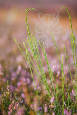 06-08-2014 Mehlinger Heide 5.jpg