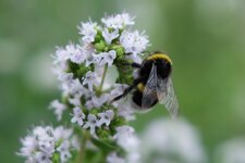 DSCF0377crop Kopie.jpg