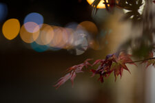 Ahorn-bokeh-6326.jpg