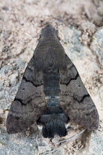 Taubenschwänzchen (Macroglossum stellatarum)_Q22A8155.jpg