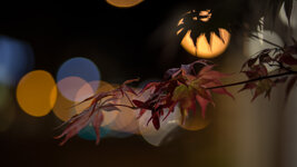 Ahorn-bokeh-6327.jpg