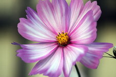cosmea2.jpg