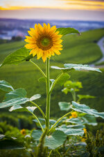 140821_EOS-M--19.jpg