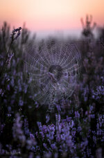 IMG_0041-4.jpg