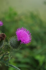 IMGP0769.jpg