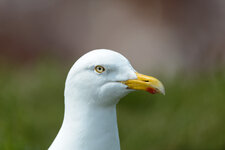 D800-400-2.jpg