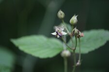 IMG_5004.jpg