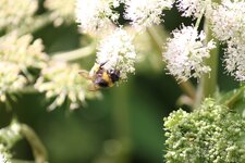 IMG_5029.jpg
