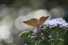 IMG_5039.jpg