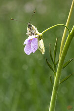 Bild1-299.jpg