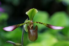 orchideenausstellung2013-14.JPG