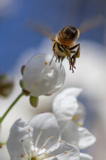 20130428-biene Flug IMG_3542.jpg