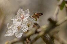 20130428-biene IMG_3550.jpg