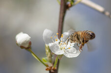 20130428-biene IMG_3572.jpg