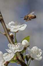 20130428-biene IMG_3574.jpg