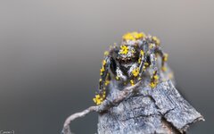 Jumping spider full of pollen.jpg
