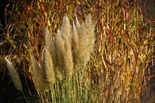 comp_Cortaderia_selloana.jpg