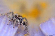 Springspinne in Blüte.jpg