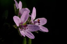 600d_tamron90_a.jpg