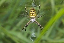 Wespenspinne--20140812-1671.jpg