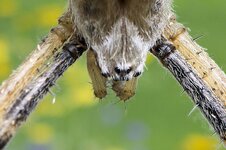 Wespenspinnenkopf--20140812-1679.jpg