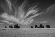 Kornfeld mit Wolken.jpg
