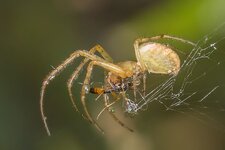 kleine-Spinne-beim-essen--20140823-1838.jpg