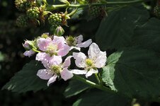 Brombeere.jpg