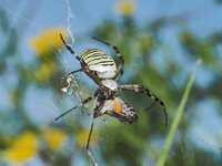 O8165265 Zebraspinne m. Beute n_D_.jpg