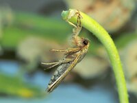 O8164905 Nachtfalter C_HPS2_n2_.jpg