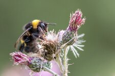 compIMG_5498.jpg