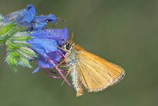 O6268452 Dickkopffalter Cr_B_HPS_n2_.jpg
