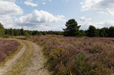 Heide94.jpg