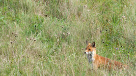 DSLR-Fuchs.jpg
