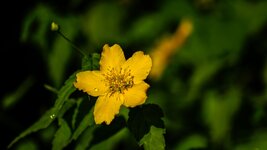 a6000+55-210.jpg