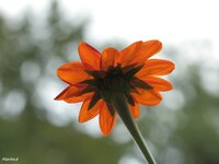 IMG_7387.jpg